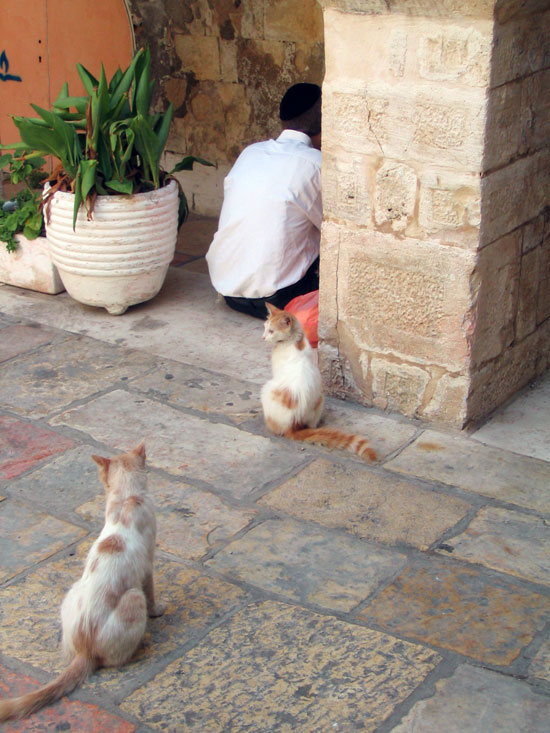 Cats at the tomb
