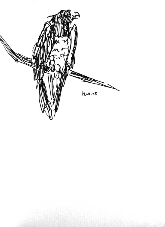 Short-toed eagle
