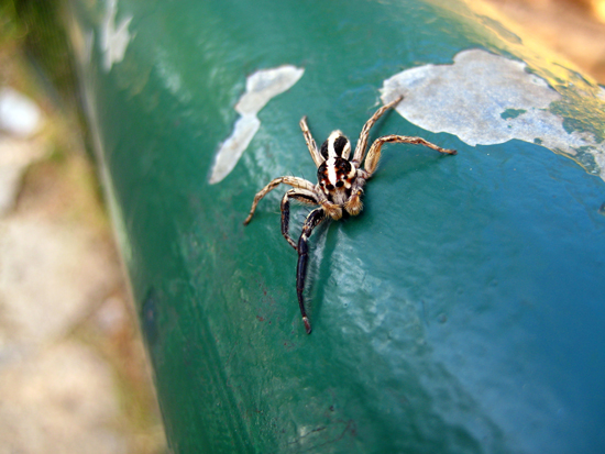 Spider on railing