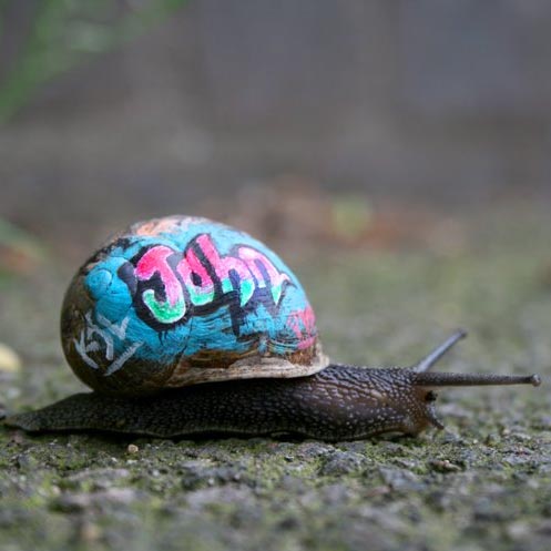 Inner city snail