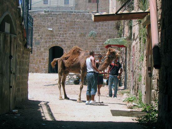 Dromedar camel