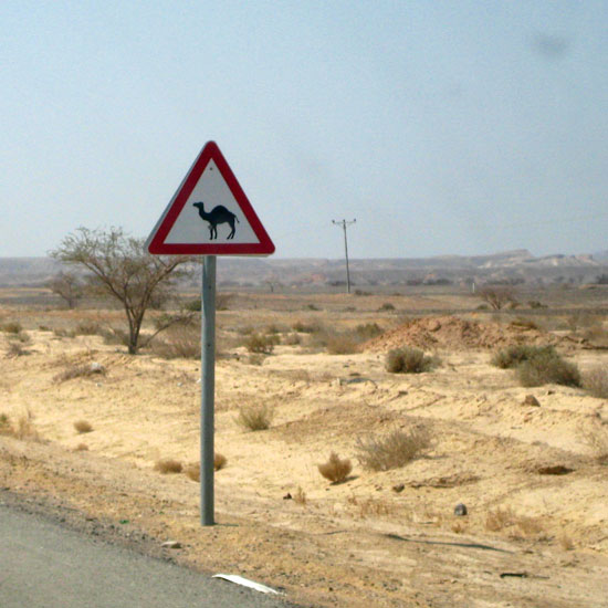 Beware of Camel