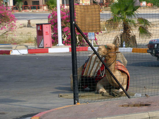 Parked Camel